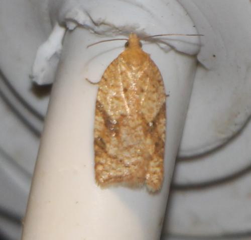 Acleris sp.